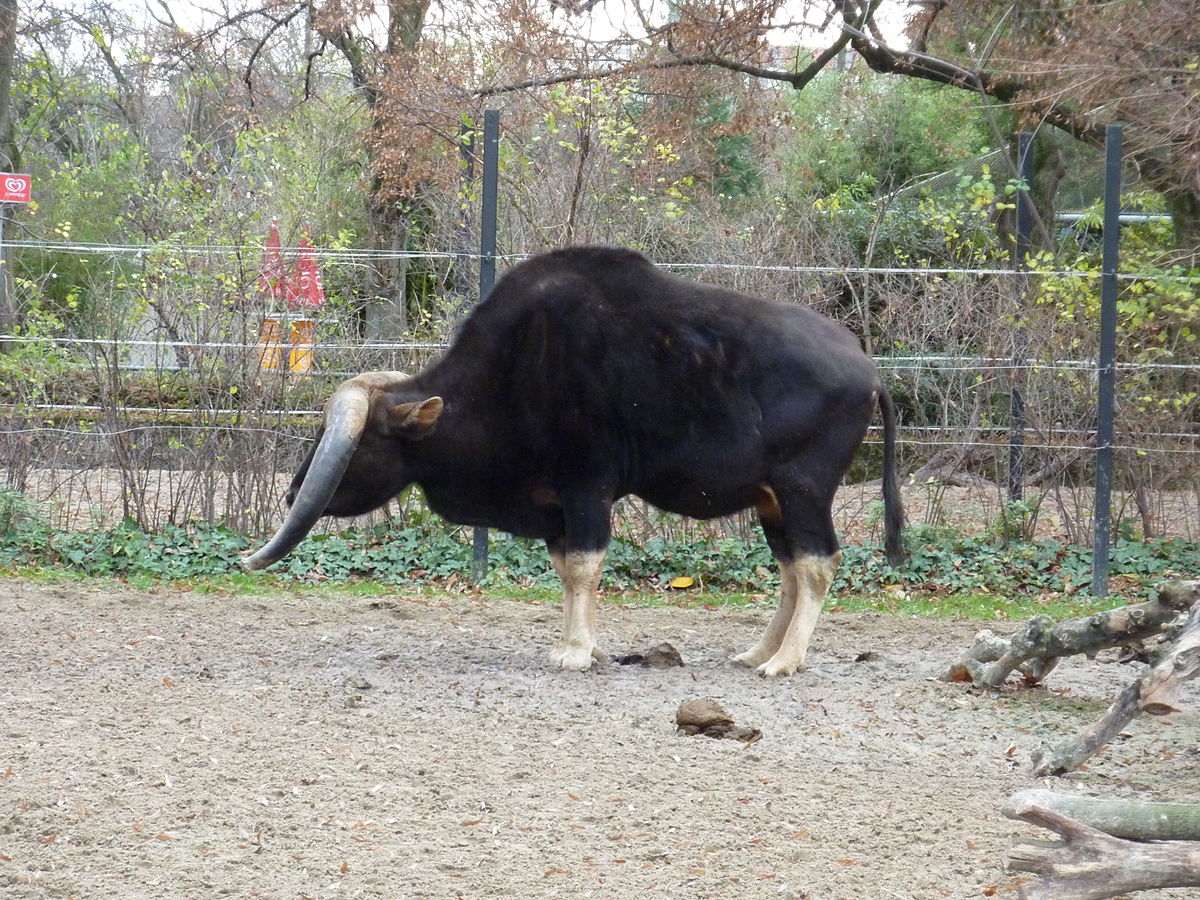  gaur